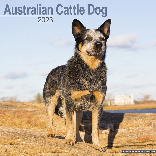 Australian Cattle Dog Calendar 2023 (Square) Dogs Naturally